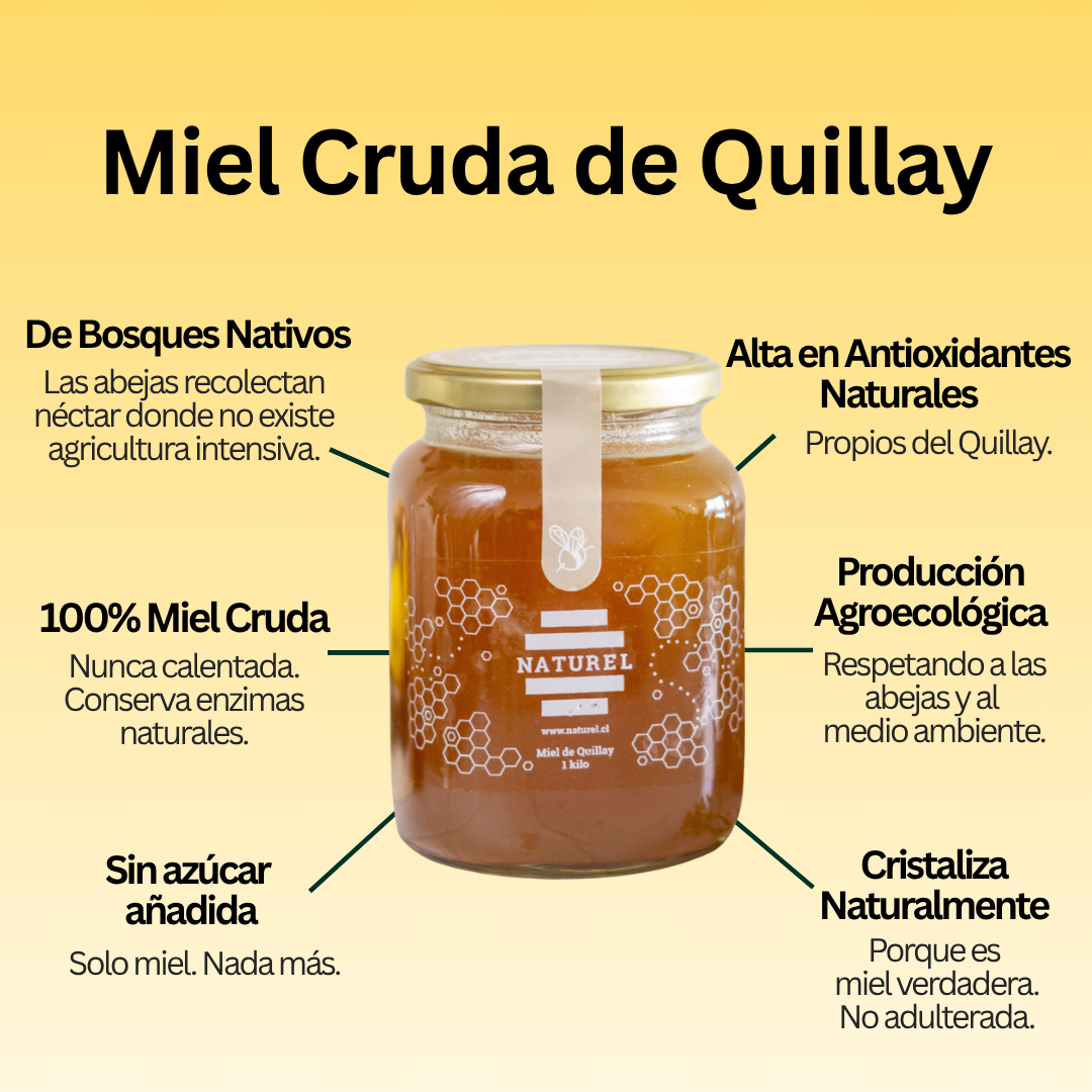 Miel de Quillay 1 Kilo