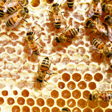 Cargar imagen en el visor de la galería, panal con abejas, panal de miel
